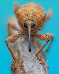 Image result for Pseudoprosopis