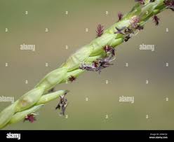 Image result for Paspalum vaginatum