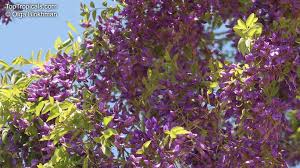 Image result for Bolusanthus