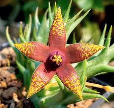 Image result for Orbea umbracula