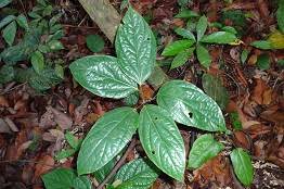 Image result for Albertisia