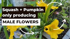 Image result for male flowers cucumber
