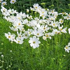 Image result for Cosmos bipinnatus