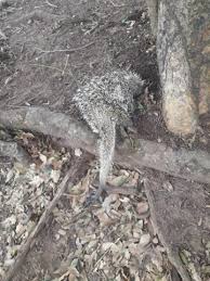 Check spelling or type a new query. Tristeza Frio Surpreende Pecuaristas E Causa Morte De Gado Em Mato Grosso