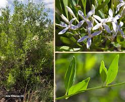 Image result for Pavetta zeyheri