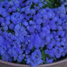 Amazon Com Floss Flower Blue Ball Ageratum Houstonianum Mill Flower Plant Seeds Annual Heirloom Garden O Planting Flowers Flowers Perennials Plants