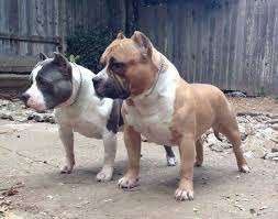 Double Trouble Bully Dog Pitbull Puppies Most Beautiful Dogs