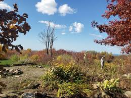 Image result for Floscopa glomerata