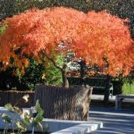 Natives trees for small gardens native tree species are always worthwhile considering for smaller gardens and a few worth giving a go in frost free areas are melicope rubra ' little evodiella ', breynia ' ironstone range ', native daphne, phaleria clerodendron and waterhousia floribunda ' weeping lillypilly '. Elenaross Author At Home Dignity Page 64 Of 196