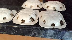 Angie's list offers 7 dos and don'ts for dealing with ice damming How To Get Rid Of Ants Angi