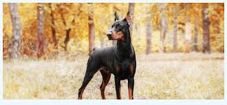 The doberman pinscher is one of the smartest breeds in the world, so any motivated owner, even a novice one, should be able to effectively train this dog breed. Doberman Pinscher Puppies For Sale Dog Breed