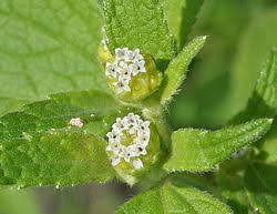 Image result for Blainvillea gayana