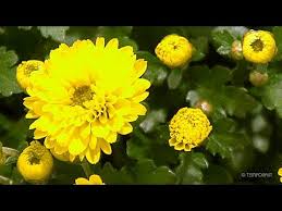 Tamarillo Timelapse Youtube