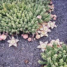 Image result for Orbea variegata