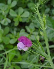 Image result for Microcharis annua