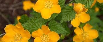 Kerria will grow in any soil, needs partial shade, no maintenance, evergreen, and blooms twice a year. Kerria Species Bachelor S Button Easter Rose Japanese Kerria Japanese Rose Kerria Japonica