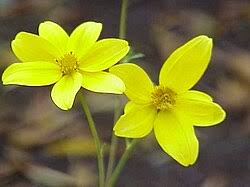 Image result for Bidens ruyigiensis