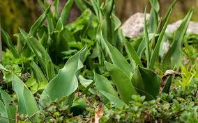 Tulpen beeindrucken jedes jahr aufs neue mit tollen farben, sind aber leider garantiertes blumenmeer. Tulpen Narzissen Nur Blatter Keine Bluten Weshalb 8 Grunde