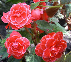 By agc indonesia rabu, 07 april 2010 add comment edit. 8 Jenis Tanaman Hias Begonia Yang Perlu Anda Ketahui