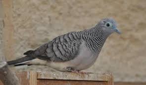Maybe you would like to learn more about one of these? Panduan Lengkap Cara Ternak Burung Perkutut Bangkok Ruangburuh Pelatihan Online No 1 Belajar Dengan Video