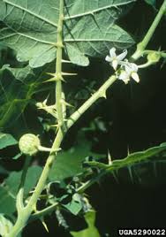 Image result for Solanum viarum