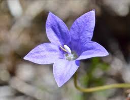 Image result for Wahlenbergia hookeri