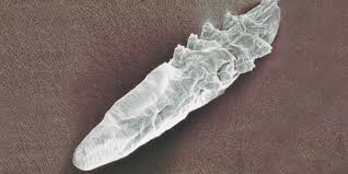 Image result for Demodex brevis