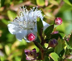 Image result for Myrtus communis