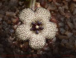 Image result for Tridentea marientalensis