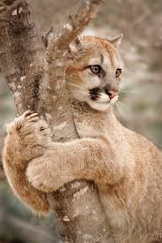 Puma Via 500px H Amazing World Beautiful Amazing Goruntuler Ile Hayvanlar Kediler Ve Yavrulari Hayvanlar Alemi