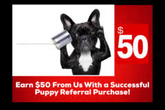 French bulldog puppies for sale in orlando. French Bulldog Puppies Available For Sale In Florida Customer Referral Program
