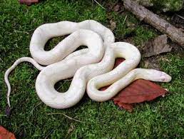 Pin By Maryann B On Reptiles Snakes Corn Snake Pet Snake Cool Snakes