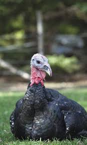 The bronze is a breed of domestic turkey. Let S Talk Turkey Pocketmags Com