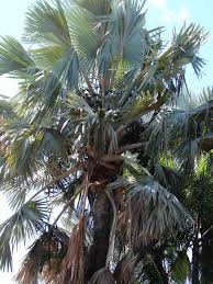 Maybe you would like to learn more about one of these? Home Garden Blue Bismark Palm Bismarckia Nobilis 10 Tree Seeds From Hawaii Easy Grow Yard Garden Outdoor Living