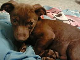 Black And Brown Rat Terrier Chihuahua Mix Cole Rat Terrier Chihuahua Mix Rat Terriers Chihuahua Mix Terrier