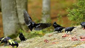 Raven, also known as rachel roth, is a superhero with dark magic powers. What Do You Call A Group Of Ravens Global Ideas Dw 28 01 2015