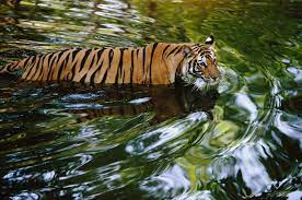 Eye On The Tiger The World S Largest Ever Exhibition Of Tiger Photography In Pictures Tiger Photography Wildlife Crime Wildlife