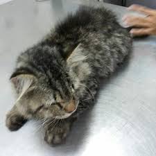 Geriau matyti vietą jabatan perkhidmatan veterinar negeri sembilan, atkreipkite dėmesį į netoliese esančias gatves: Photos At Jabatan Pekhidmatan Veterinar Negeri Sembilan Seremban Negeri Sembilan