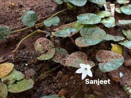 Image result for Oldenlandia geophila