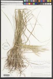 Image result for Acroceras amplectens