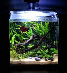 Betta Fish Plant Aquarium Betta Fish Tank Aquarium Fish Fish Plants