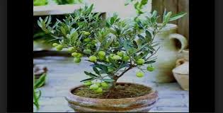 We did not find results for: Cara Buat Bonsai Pohon Zaitun Cukup Simpel Sederhana Bennisobekti Com