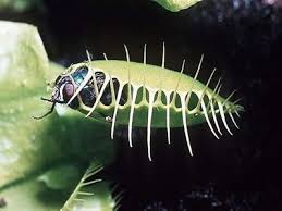 plantas plantas carnivoras plantas carnivoros