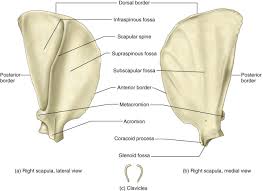 Both muscles act upon the scapulothoracic joint. Scapula An Overview Sciencedirect Topics