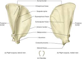 The wiring diagram on the opposite hand is particularly beneficial to an outside electrician. Scapula An Overview Sciencedirect Topics