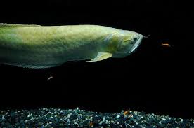 Arowana Baligi Beslenmesi Ve Canli Yem Secimi Akvaryum Market