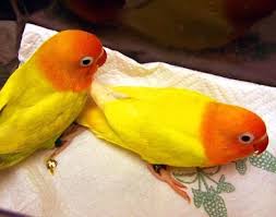 Fischer Baby Lovebirds 120 Each July 2015 91726111 Love Birds Birds Fish Pet