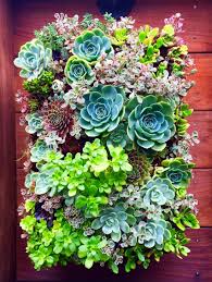 Succulent Walls Squared Root Landscaping Design In 2020 Succulent Wall Design Succulents Succulents