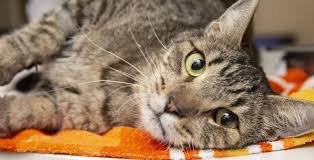 There are several things you can do to help your cat recover from its operation and get. Summer Spaytacular Free Spay Neuter Surgeries For Felines Arizona Humane Society