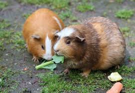 Check spelling or type a new query. What Kind Of Housing Do Guinea Pigs Need Rspca Knowledgebase